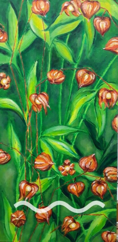 Physalis